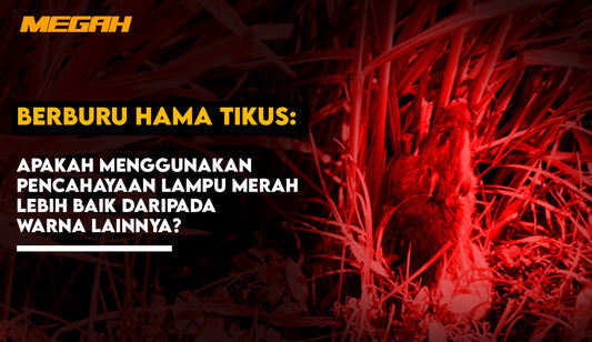 BERBURU HAMA TIKUS:  APAKAH MENGGUNAKAN PENCAHAYAAN LAMPU MERAH LEBIH BAIK DARIPADA WARNA LAINNYA?